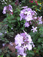 Phlox `De Noordpoel´ im Oktober 2015.webp