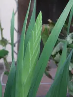 DSCF4004.webp