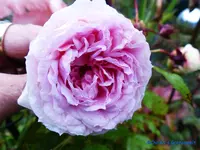 comp_P1250858.webp