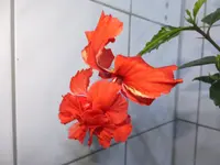 DSCF9030.webp