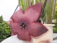 S.grandiflora - Hybride.webp