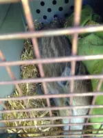 2015-10-02 Wildschwein Mathilda2.webp