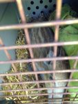 2015-10-02 Wildschwein Mathilda2.JPG
