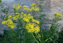 yellow (15).webp