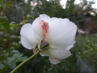 P1530925.webp