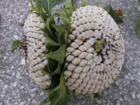 DSCF9009.webp