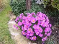 Herbstastern.webp