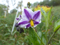 P1540440.webp