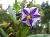 P1540442.webp