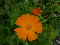 P1540401.webp