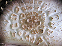 Pilzn_.webp