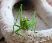 37Heupferd im Schuh.webp