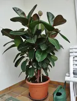 Gummibaum und Feigenmarmelade 001.webp Gummibaum und Feigenmarmelade 001.webp