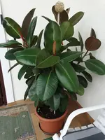 Gummibaum und Feigenmarmelade 004.webp Gummibaum und Feigenmarmelade 004.webp