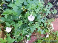 comp_P1250851.webp
