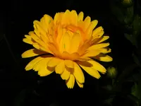 DSCN0347.webp