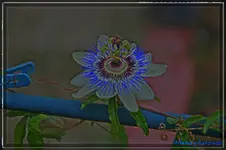 untitled_pregamma_1_ashikhmin_-eq2_local_0.5.webp