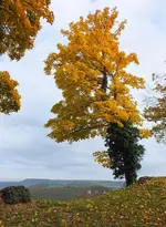 DSCF3778 (2).webp
