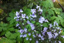 DSCF3767 (2).webp