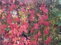 IMG_20151010_102639[1].jpg