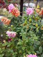 IMG_20151010_102412_4CS[1].webp