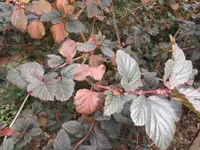 Bilda021.webp