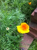 006.webp