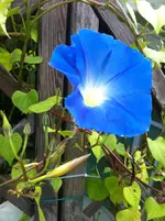 010.webp