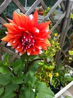 011.webp