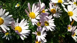 DSC_0107.webp
