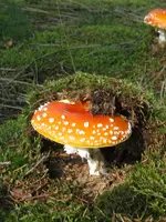 005_600x800.webp