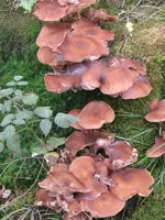 006_600x800.webp