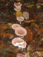 001_600x800.webp
