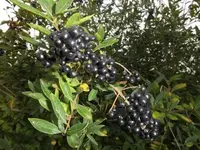 Bilda041.webp