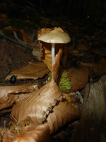 P1540711.webp