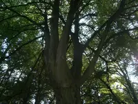 PA100636.webp