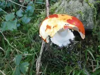 PA100637.webp