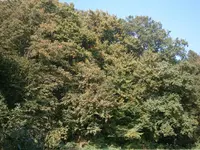 PA100640.webp