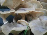 PA100644.webp