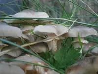 PA100645.webp