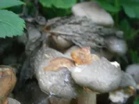 PA100648.webp
