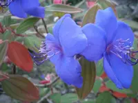 PA100654.webp