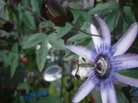 PA100655.webp