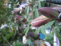 PA100656.webp