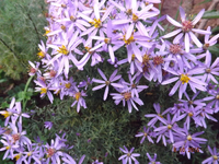 DSCF0102l.webp