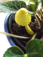 DSCF0126l.webp