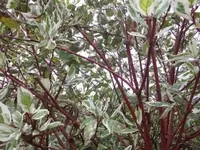 Bilda036.webp