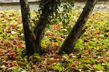 DSCF3805.webp