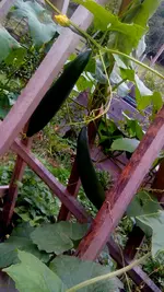 IMG_20151010_092527.webp