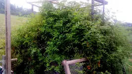 IMG_20151010_092740 (1).webp